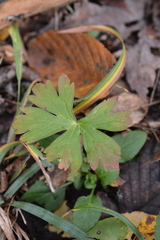 Ranunculus recurvatus