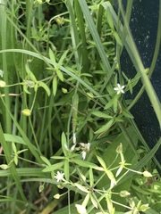Caryophyllaceae