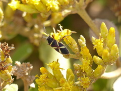 Acinocoris