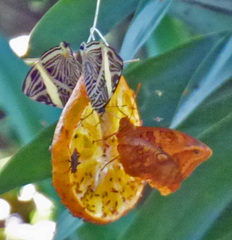 Opsiphanes boisduvallii