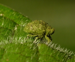 Cryptorhynchinae
