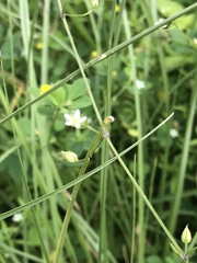 Caryophyllaceae