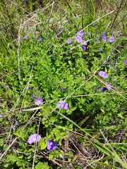 Convolvulus sabatius