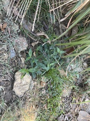 Mazaceae