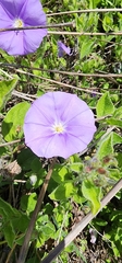 Convolvulus sabatius