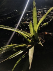 Aechmea distichantha