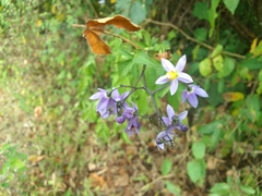 Solanum seaforthianum