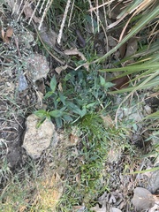 Mazaceae