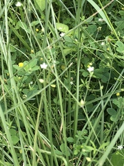 Caryophyllaceae