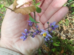 Solanum seaforthianum