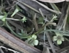 Mazaceae