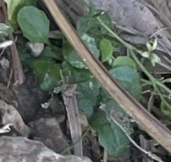 Mazaceae