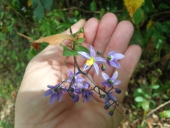 Solanum seaforthianum