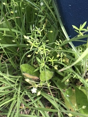 Caryophyllaceae