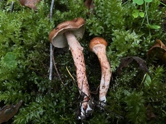 Limacella