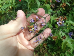 Solanum seaforthianum