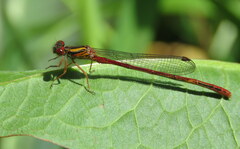 Xanthocnemis zealandica