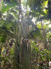 Phenakospermum guyannense