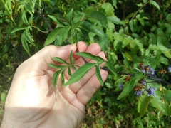 Solanum seaforthianum