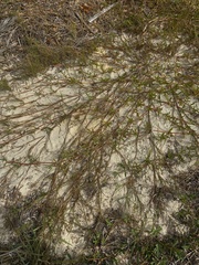 Eremochloa ophiuroides