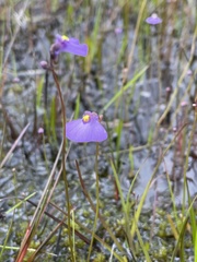 Utricularia dichotoma