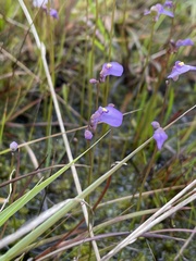 Utricularia dichotoma