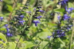 Hylocharis chrysura