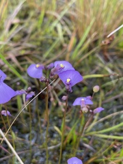 Utricularia dichotoma