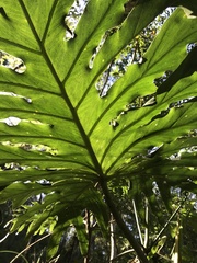 Thaumatophyllum undulatum