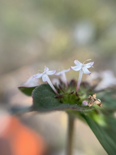 Crusea longiflora, photograph 6