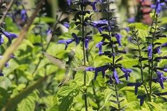 Hylocharis chrysura
