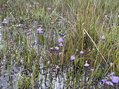 Utricularia dichotoma