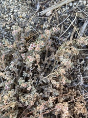 Euphorbia vallis-mortae