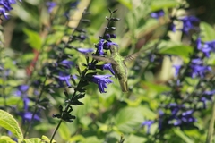 Hylocharis chrysura