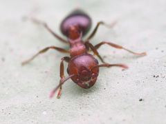 Crematogaster cerasi