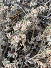 Euphorbia vallis-mortae