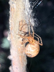Parasteatoda tepidariorum