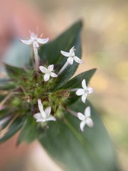 Crusea longiflora