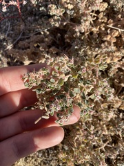 Euphorbia vallis-mortae