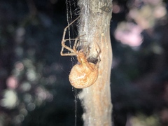 Parasteatoda tepidariorum