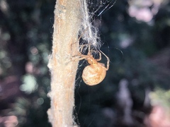Parasteatoda tepidariorum