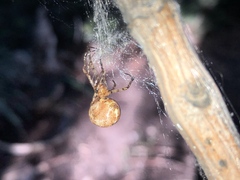 Parasteatoda tepidariorum