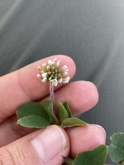 Trifolium amabile