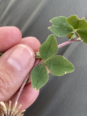 Trifolium amabile