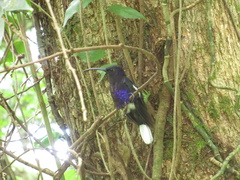 Campylopterus hemileucurus