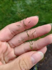 Eragrostis tenuifolia