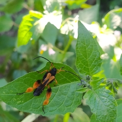 Callisphyris macropus