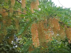 Alvaradoa amorphoides