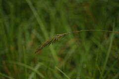 Anthoxanthum odoratum