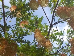 Alvaradoa amorphoides